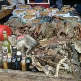 No.1 Registered  +27608019525 A TRADITIONAL HEALER / SANGOMA  In Bloemhof, Brits, Chistiana, Fochville, GaRankuwa, Klerksdorp, Koster