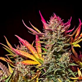 The Strongest Hybrid Strains to Try in 2023