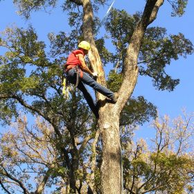 Top Tree Trimming Services Las Vegas