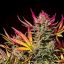 The Strongest Hybrid Strains to Try in 2023
